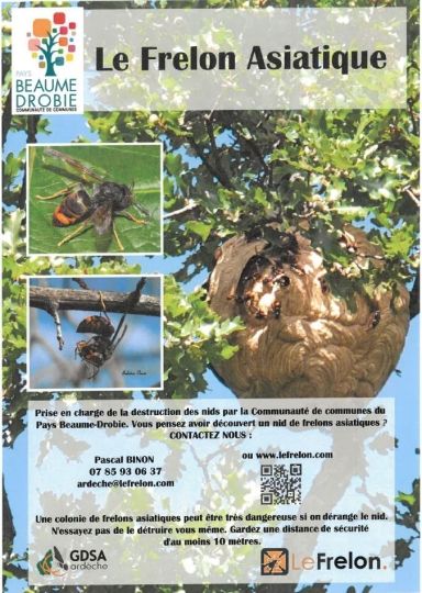 Destruction des nids de frelons asiatiques