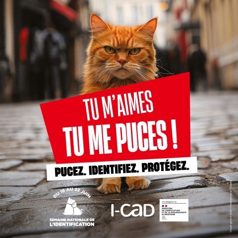 Semaine nationale de l'identification des chats et des chiens